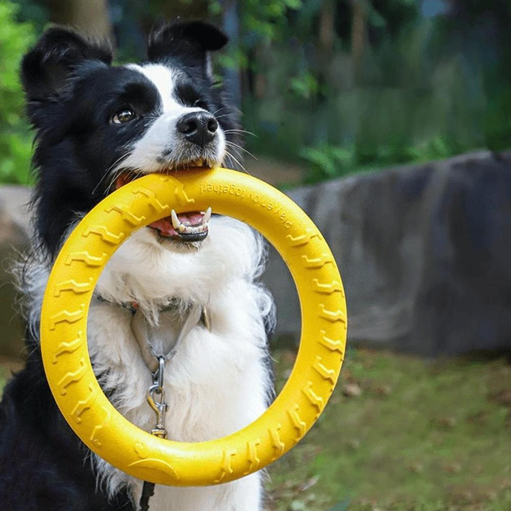Medium Big Dog Training Ring P - Suction Cup Dog Tug Toy ulasan dan harga